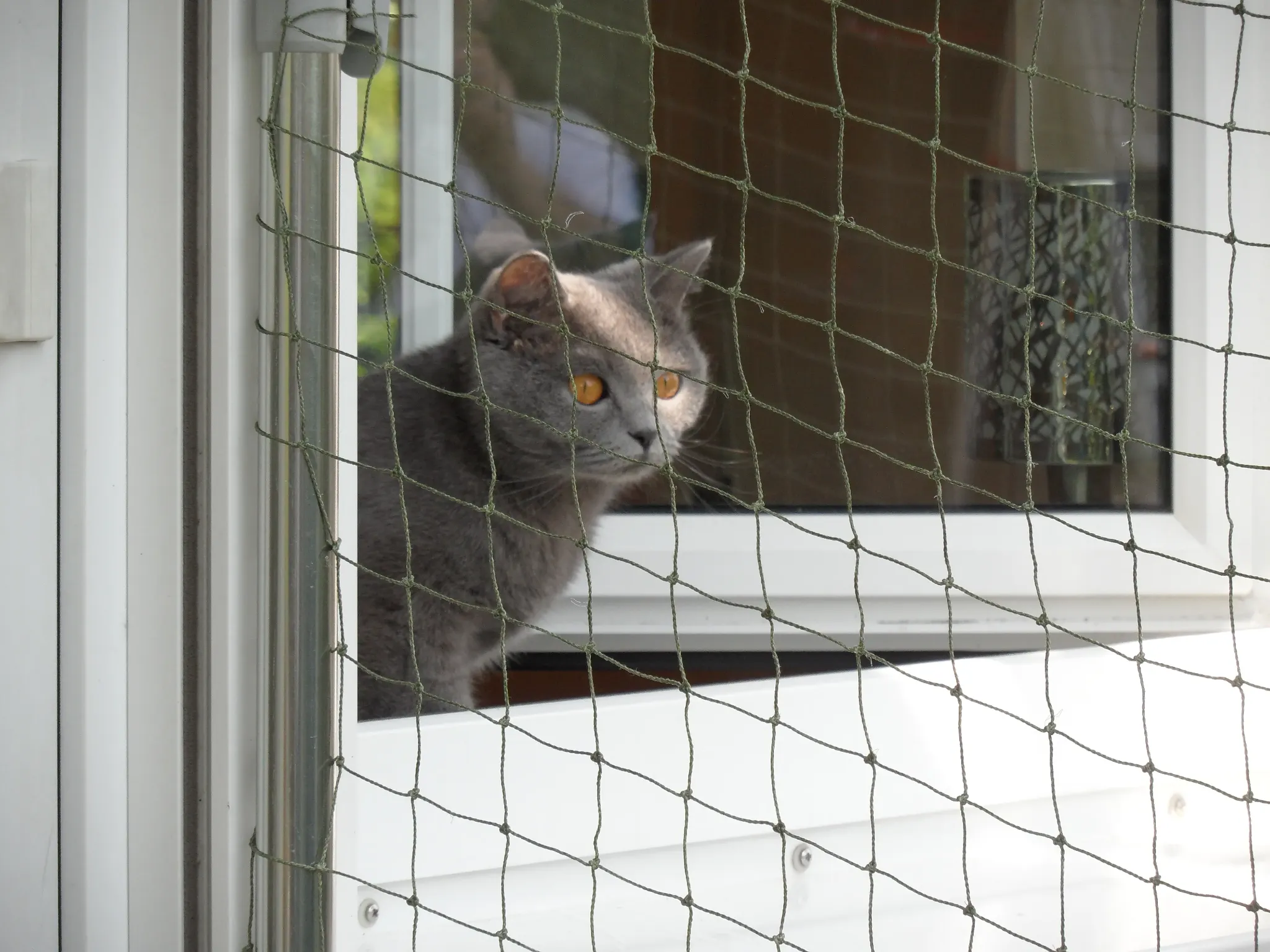 Katze in einem durch Katzennetz geschützten Außenbereich